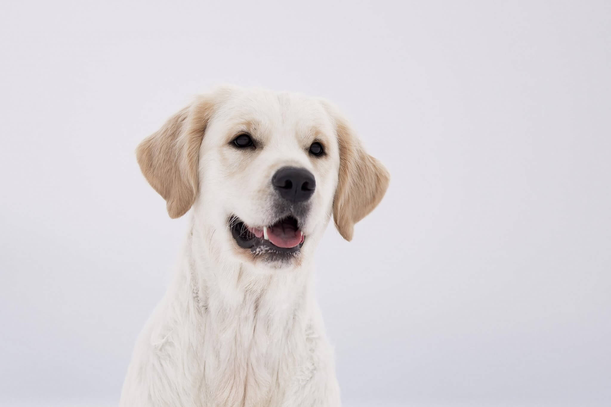 Golden Retriever Zucht