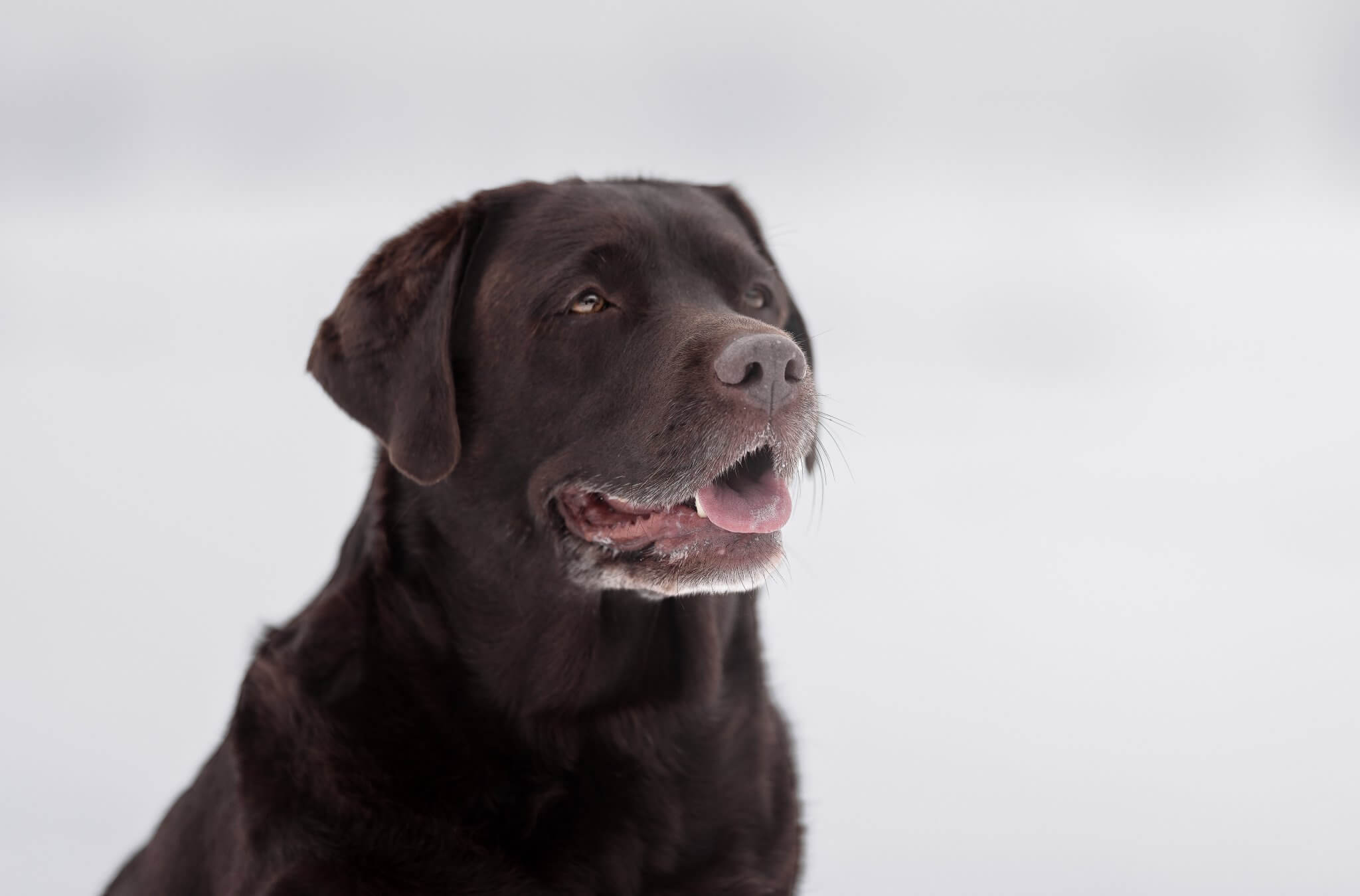 Golden Retriever Zucht
