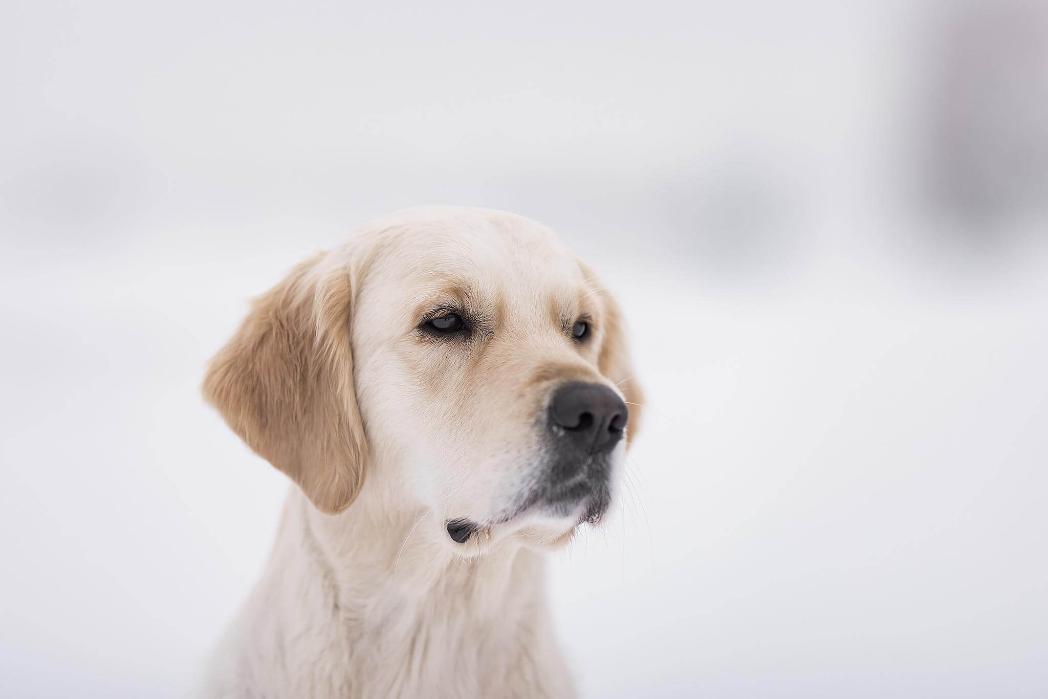 Golden Retriever Zucht