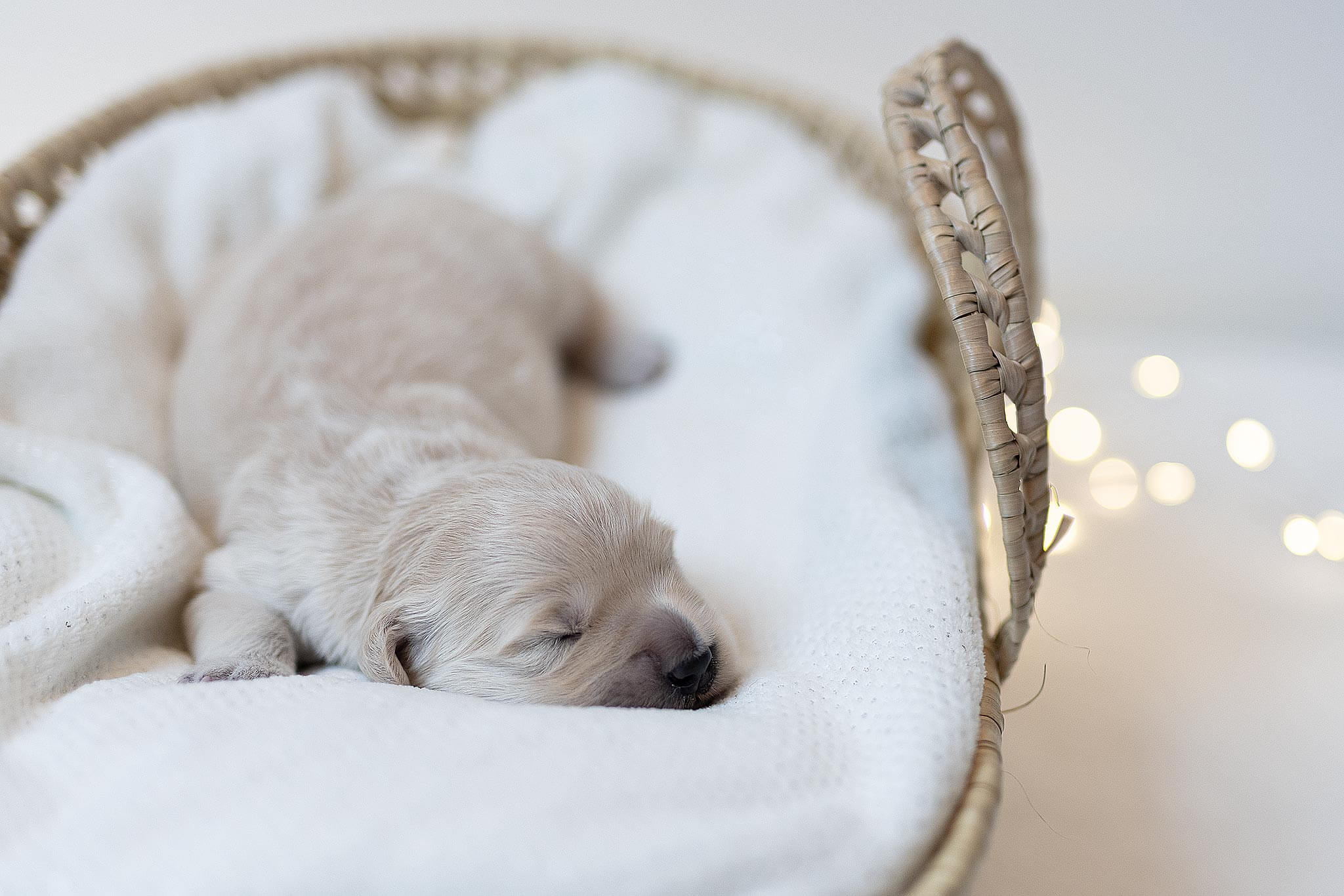 Golden Retriever Welpen