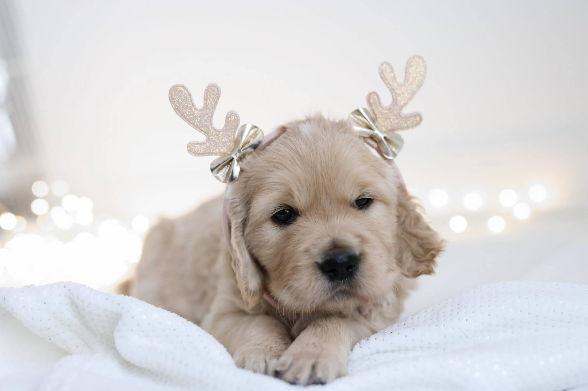 Golden Retriever Welpen