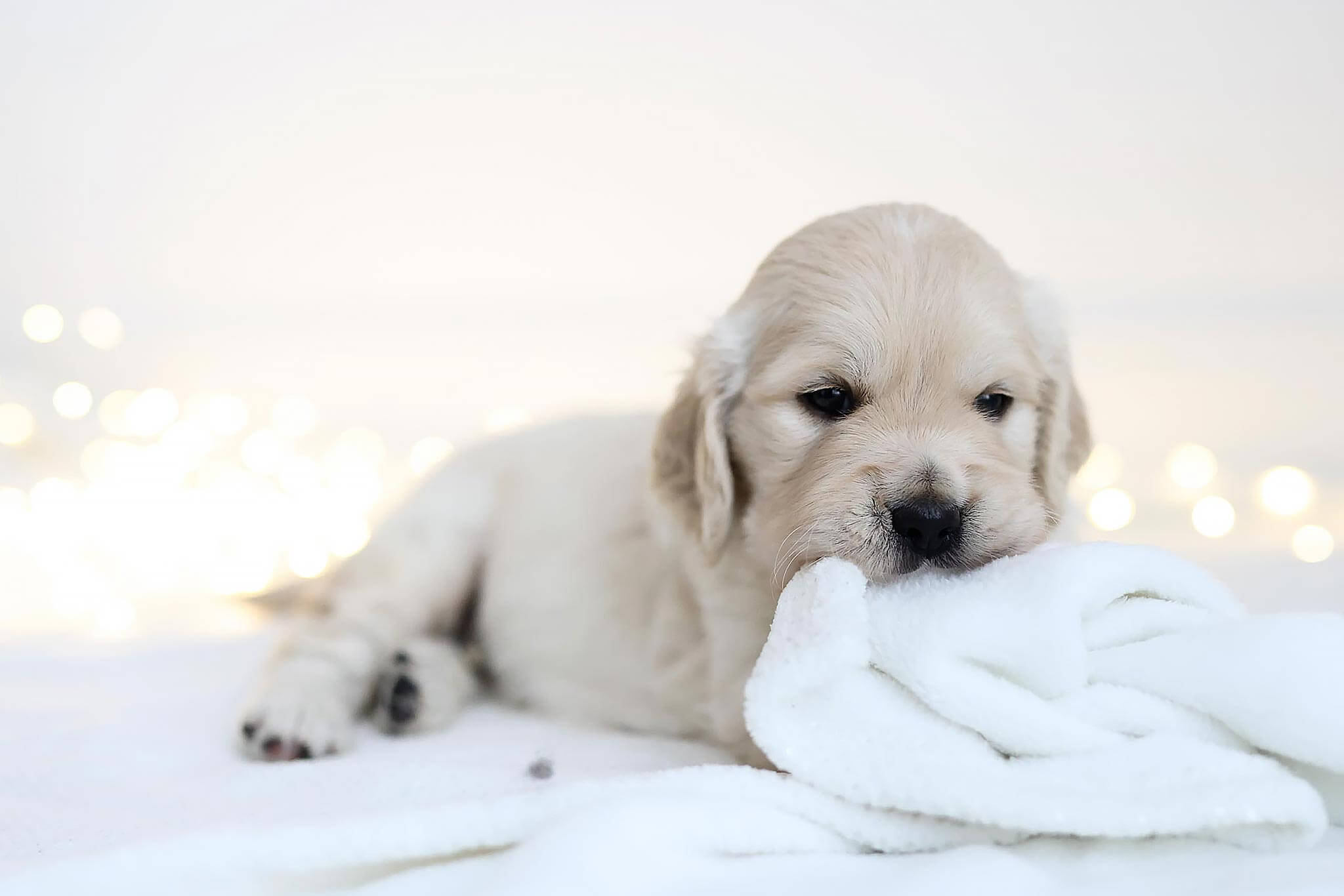 B-Wurf Golden Retriever Welpe Österreich