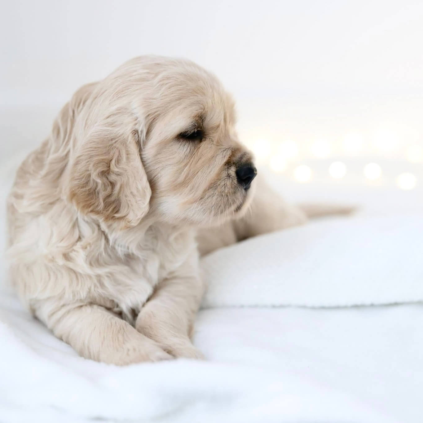 Retriever Welpe 6 Wochen