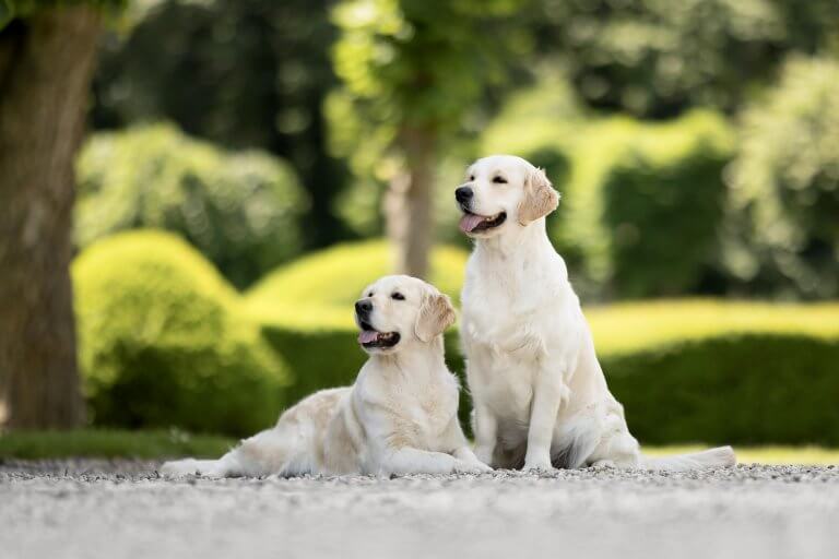 Golden Retriever Zucht