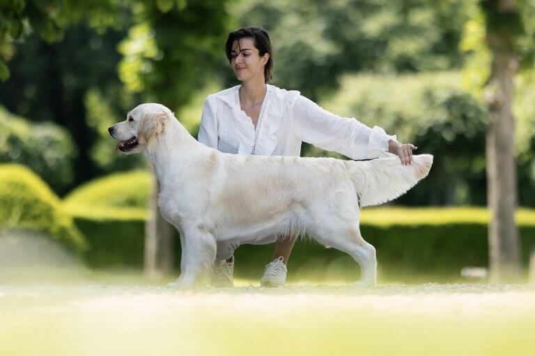 Golden Retriever Showlinie