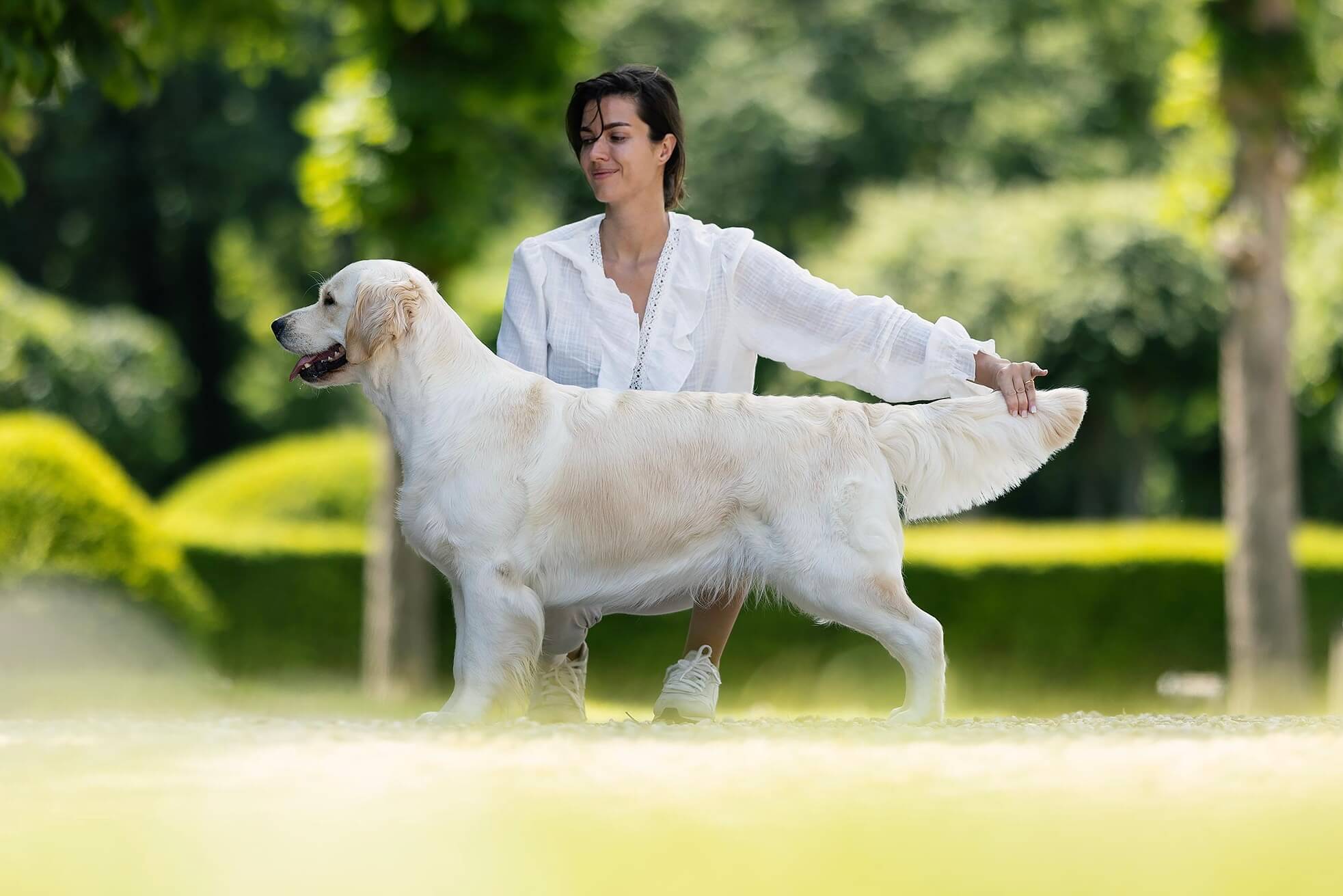 Golden Retriever Showlinie